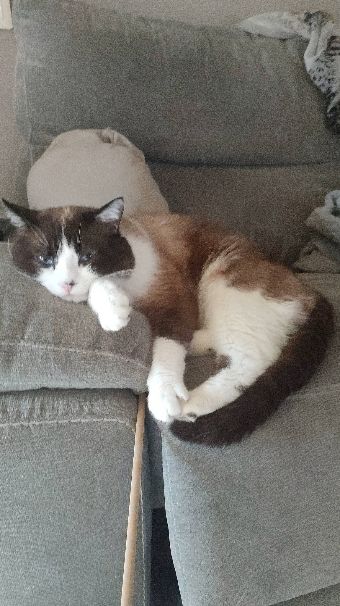 Chouc-chouc participe au concours pour gagner de l'argent avec cette photo : box, cardboard, carnivore, carton, cat, comfort, couch, domestic_short_haired_cat, felidae, fur, grey, hardwood, packaging_and_labeling, paw, shipping_box, small_to_medium_sized_cats, tail, whiskers, wood