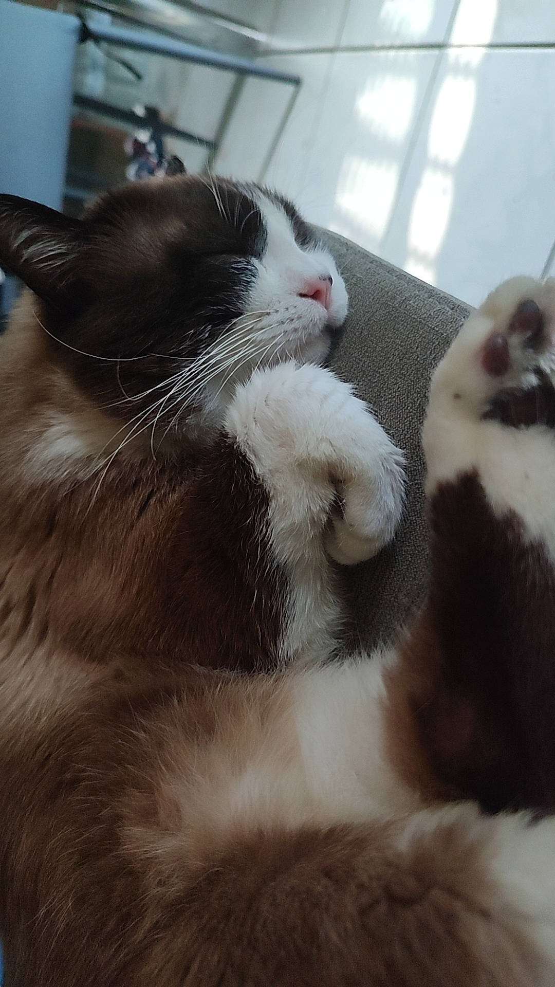 Chouc-chouc participe au concours pour gagner de l'argent avec cette photo : carnivore, cat, claw, comfort, domestic_short_haired_cat, felidae, fur, monochrome_photography, paw, small_to_medium_sized_cats, snout, tail, whiskers