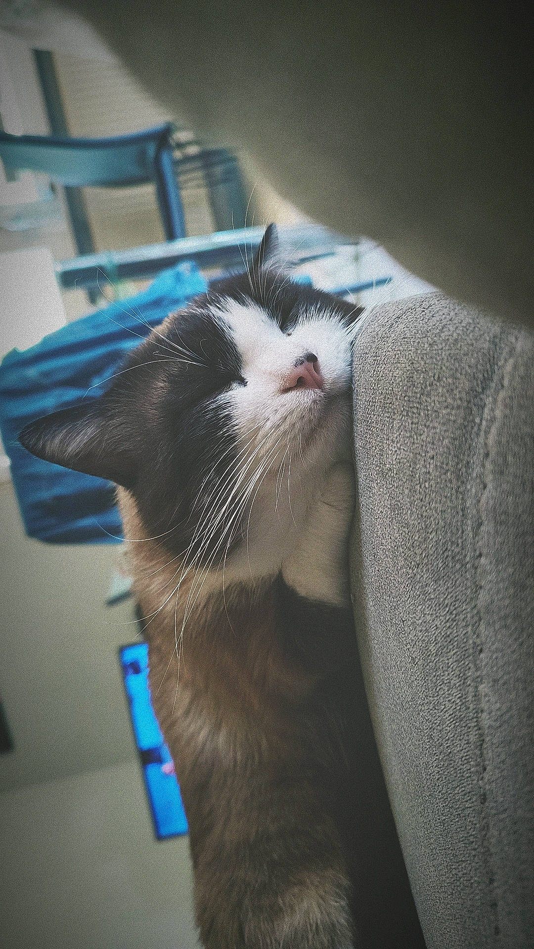 Chouc-chouc participe au concours pour gagner de l'argent avec cette photo : carnivore, cat, chair, claw, comfort, domestic_short_haired_cat, eye, fang, felidae, foot, fur, nail, nap, paw, pet_supply, small_to_medium_sized_cats, snout, tail, whiskers