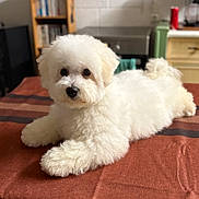 Loustic a rejoint le concours — aidez-le/la à gagner de superbes lots ! animal, appliance, bookshelf, cozy, cute, dog, domestic, fluffy, fur, home, indoor, kitchen, laying_down, pet, portrait, resting, small_dog, table, tablecloth, white_dog