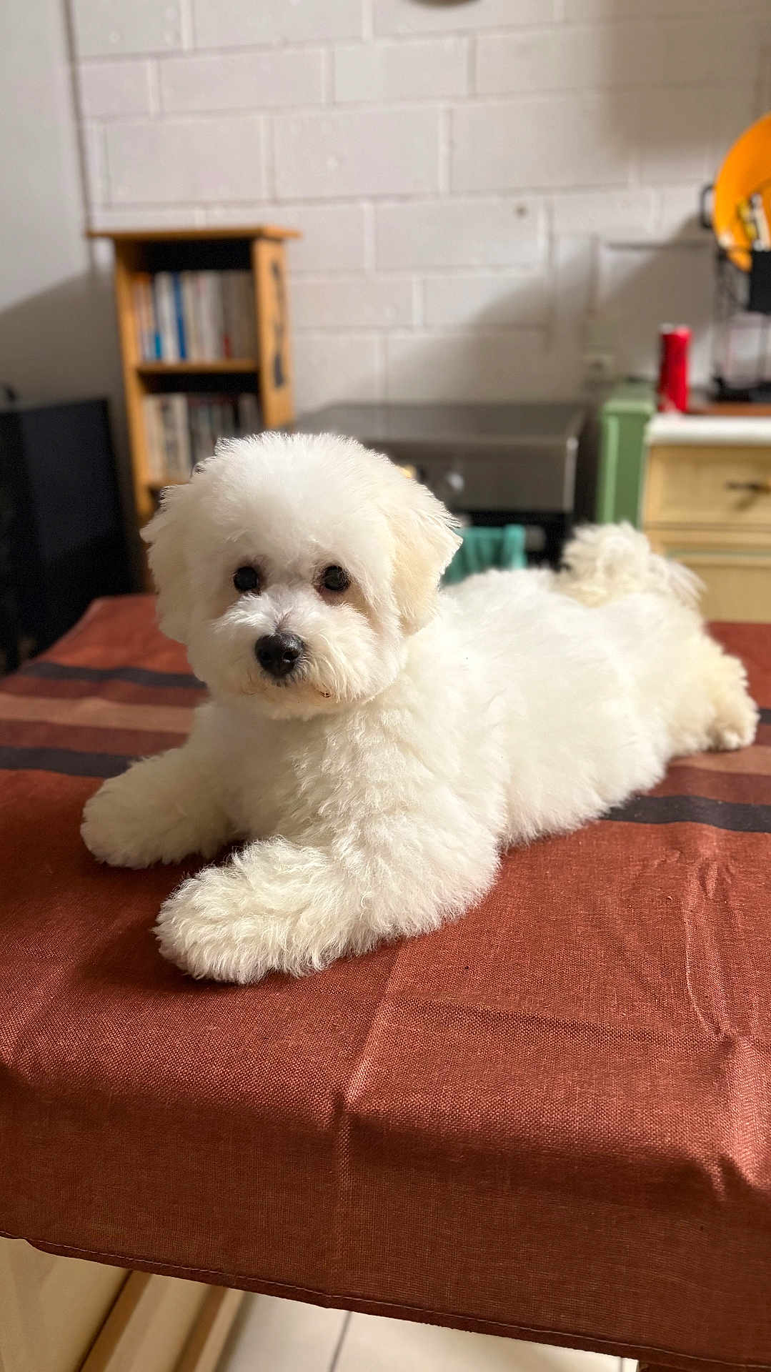 Loustic a rejoint le concours — aidez-le/la à gagner de superbes lots ! animal, appliance, bookshelf, cozy, cute, dog, domestic, fluffy, fur, home, indoor, kitchen, laying_down, pet, portrait, resting, small_dog, table, tablecloth, white_dog