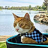 animal, calm, carrier, cat, closeup, daylight, feline, ginger_cat, grass, harness, lake, leisure, nature, outdoor, pet, portrait, rocks, trees, water, white_cat