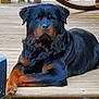 dog, rottweiler, animal, pet, canine, lying_down, outdoor, wooden_deck, fur, black, brown, paw, relaxed, companion, mammal, domestic_animal, resting, portrait, quiet, calm