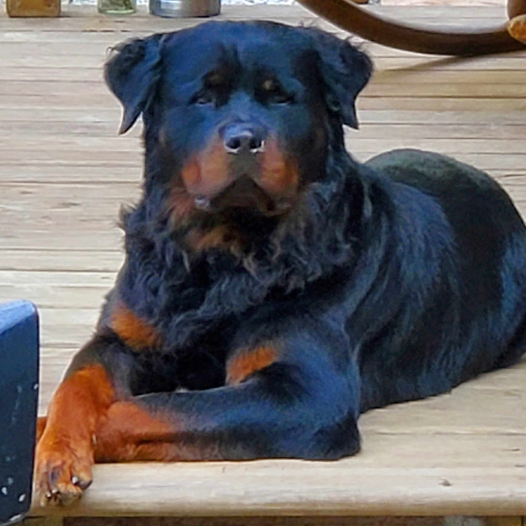 Sir Vader Keene is registered to the contest to win money with this photo: animal, black, brown, calm, canine, companion, dog, domestic_animal, fur, lying_down, mammal, outdoor, paw, pet, portrait, quiet, relaxed, resting, rottweiler, wooden_deck