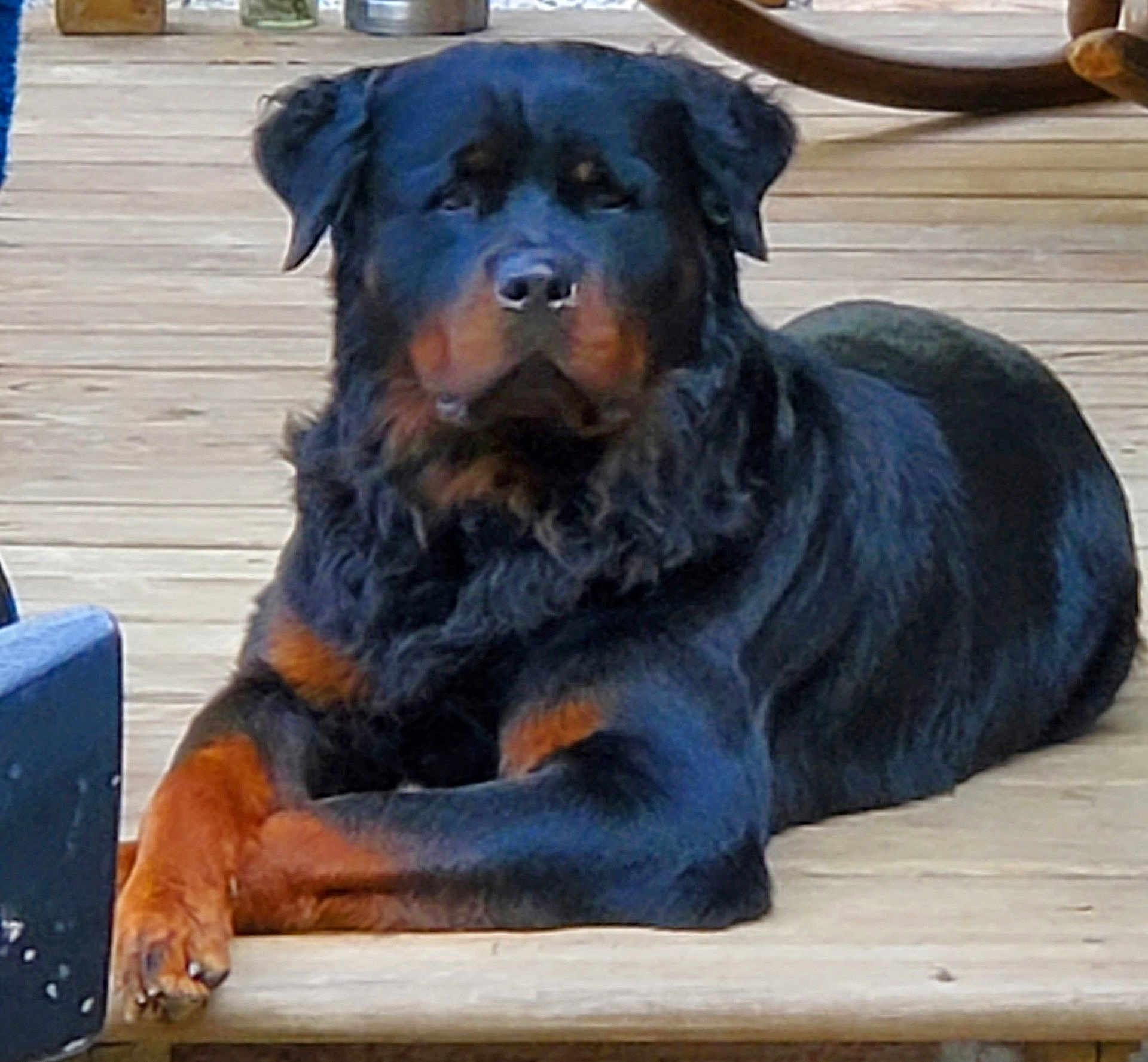 Sir Vader Keene is registered to the contest to win money with this photo: dog, rottweiler, animal, pet, canine, lying_down, outdoor, wooden_deck, fur, black, brown, paw, relaxed, companion, mammal, domestic_animal, resting, portrait, quiet, calm