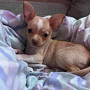 Sadie joined the competition — help win amazing prizes! animal, blanket, closeup, comfort, cozy, curious, cute, dog, ears, fur, home, indoor, light, lying_down, pet, puppy, resting, small_dog, soft, young