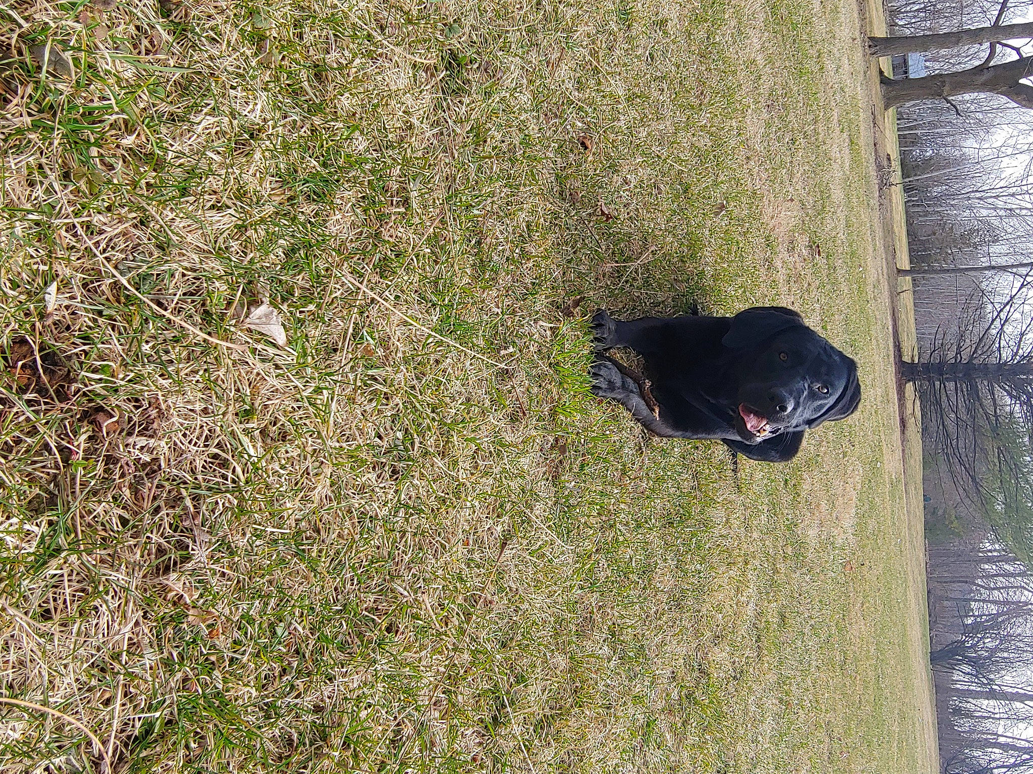 Nitro joined the competition — help win amazing prizes! _geese_and_swans, beak, carnivore, ducks, grass, grass_family, groundcover, landscape, organism, people_in_nature, plant, shadow, shrub, soil, sporting_group, tail, tints_and_shades, tree, trunk, water