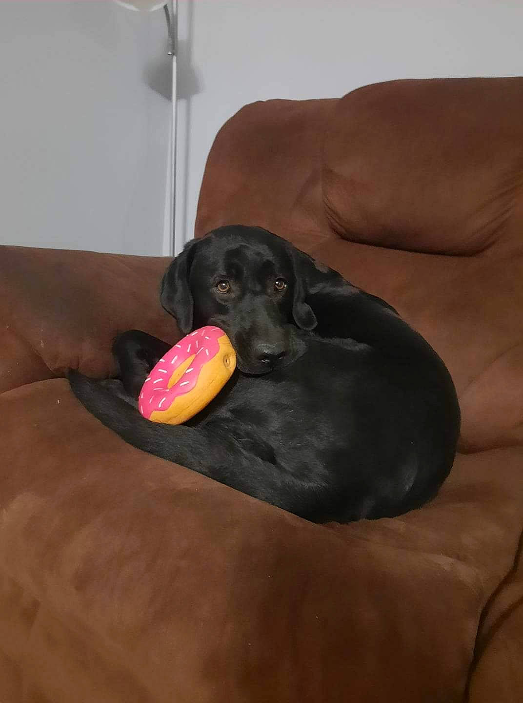 Nitro joined the competition — help win amazing prizes! borador, canidae, carnivore, comfort, companion_dog, couch, dog, dog_breed, dog_supply, fawn, fur, gesture, guard_dog, labrador_retriever, mammal, retriever, sitting, snout, sporting_group, working_animal