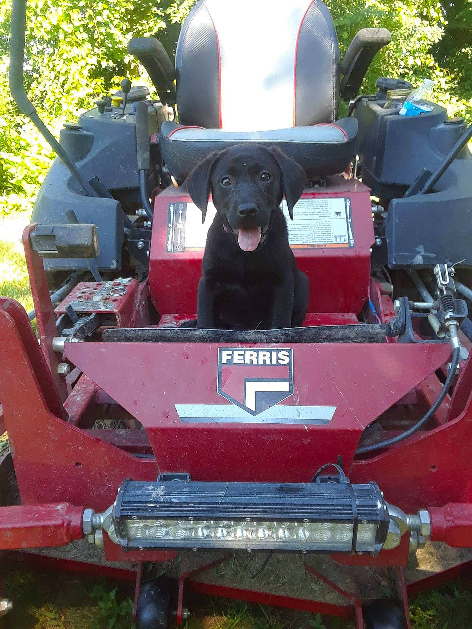 Nitro is registered to the contest to win money with this photo: auto_part, automotive_design, automotive_exterior, automotive_lighting, automotive_tire, automotive_wheel_system, bumper, dog, dog_breed, fender, grass, green, grille, hood, motor_vehicle, rim, tree, vehicle, vehicle_registration_plate, working_animal