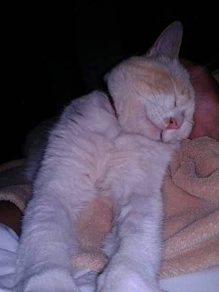 Chance a rejoint le concours — aidez-le/la à gagner de superbes lots ! bed, carnivore, cat, claw, comfort, domestic_short_haired_cat, ear, eye, fawn, felidae, fur, nap, paw, sitting, small_to_medium_sized_cats, snout, tail, whiskers