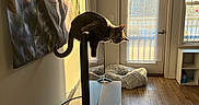 Mouse joined the competition — help win amazing prizes! cat, television, sunlight, window, blinds, wall, floor, pet_bed, board_games, table, indoor, home, curious, balance, shadow, door, wood_floor, poster, sitting, furniture