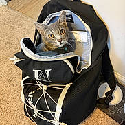 Mouse is registered to the contest to win money with this photo: cat, backpack, carpet, indoor, pet, curious, gray_cat, yellow_eyes, zipper, bag, collar, floor, household, cord, container, wall, furniture, closeup, domestic_animal, comfortable
