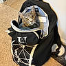 cat, backpack, carpet, indoor, pet, curious, gray_cat, yellow_eyes, zipper, bag, collar, floor, household, cord, container, wall, furniture, closeup, domestic_animal, comfortable