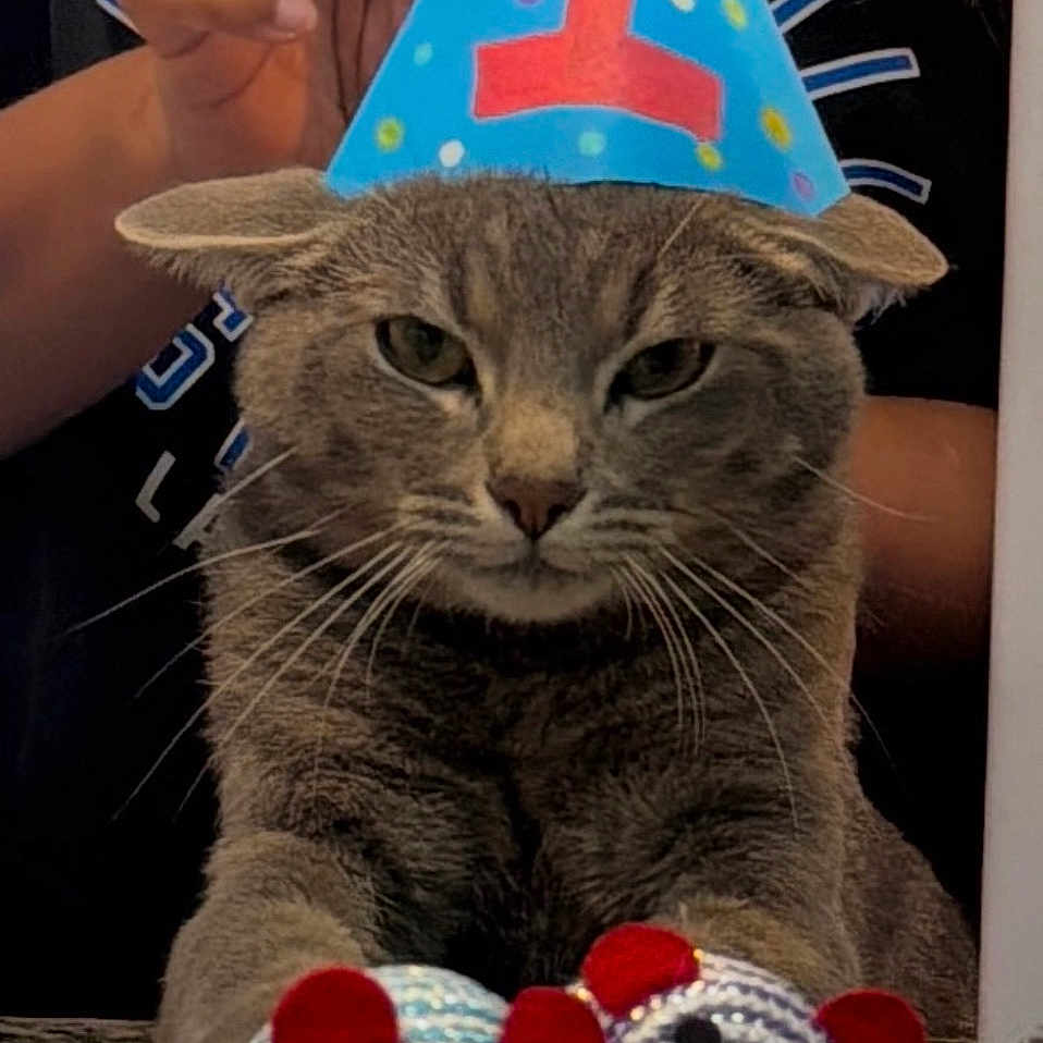 Mouse is registered to the contest to win money with this photo: cat, party_hat, gray_cat, toy_mouse, hand, granite_countertop, celebration, birthday, number_one, indoor, close_up, pet, animal, feline, unimpressed, cute, decorated, colorful, person, celebratory