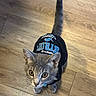 Mouse joined the competition — help win amazing prizes! cat, kitten, gray_tabby, pet_clothing, shirt, wooden_floor, indoor, curious, looking_up, tail, whiskers, ears, flooring, small_pet, young_cat, domestic_cat, feline, alert, cute, animal