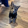kitten, cat, gray_cat, pet, indoor, wooden_floor, sweater, clothing, blue_trim, collar, curious, head_tilt, socks, pants, person, flooring, animal, young, domestic_cat, cute