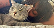 Mouse is registered to the contest to win money with this photo: animal, bed, blanket, cat, close_up, companion, cozy, domestic, face, gray_cat, hair, indoor, light, person, pet, relaxation, resting, sleeping, tattoo, whiskers