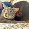 Mouse is registered to the contest to win money with this photo: cat, person, gray_cat, resting, close_up, indoor, tattoo, hair, face, animal, pet, cozy, relaxation, bed, blanket, light, whiskers, sleeping, companion, domestic