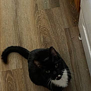 Petracore is registered to the contest to win money with this photo: cat, black_cat, white_cat, pet, animal, wooden_floor, indoor, looking_up, curious, feline, tail, whiskers, ears, flooring, domestic_animal, mammal, cute, young_cat, sitting, house