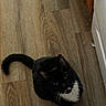 cat, black_cat, white_cat, pet, animal, wooden_floor, indoor, looking_up, curious, feline, tail, whiskers, ears, flooring, domestic_animal, mammal, cute, young_cat, sitting, house