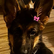 Kazimi joined the competition — help win amazing prizes! dog, puppy, german_shepherd, ears, pink_bow, pet, animal, close_up, indoors, floor, wooden_floor, cute, young, fur, canine, portrait, adorable, pet_accessory, domestic_animal, face
