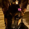 dog, puppy, german_shepherd, ears, pink_bow, pet, animal, close_up, indoors, floor, wooden_floor, cute, young, fur, canine, portrait, adorable, pet_accessory, domestic_animal, face