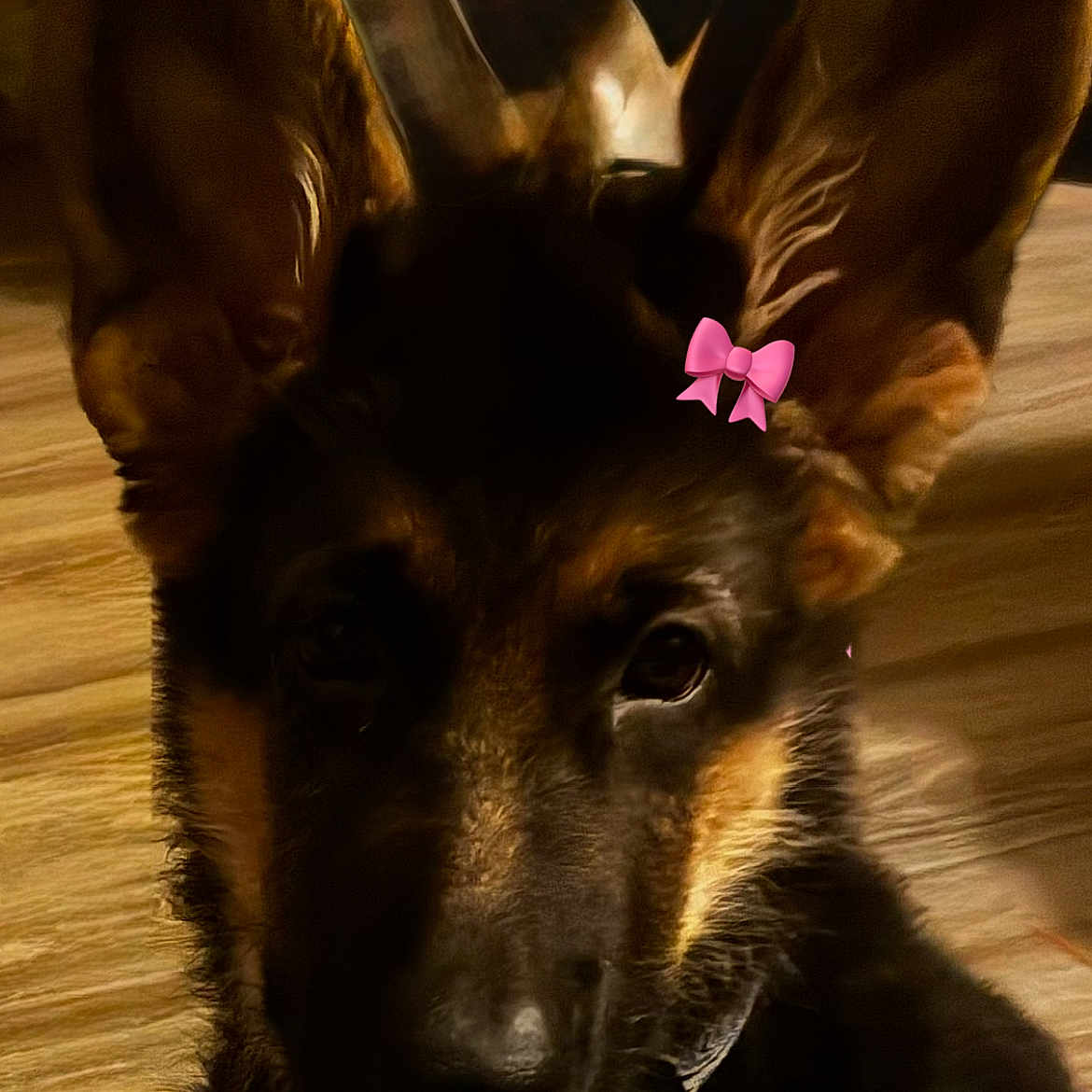 Kazimi joined the competition — help win amazing prizes! dog, puppy, german_shepherd, ears, pink_bow, pet, animal, close_up, indoors, floor, wooden_floor, cute, young, fur, canine, portrait, adorable, pet_accessory, domestic_animal, face