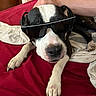 animal, bed, black_and_white_dog, canine, casual, companion, cool, cute, dog, domestic, human_hand, indoor, laying_down, paw, pet, portrait, red_bedspread, relaxed, resting, sunglasses