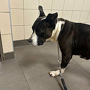Fouiny participe au concours pour gagner de l'argent avec cette photo : dog, leash, chain_collar, tile_floor, tile_wall, black_and_white, pet, indoor, animal, canine, standing, floor, wall, side_view, looking_left, domestic_animal, short_hair, quiet, restraint, pavement