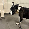 dog, leash, chain_collar, tile_floor, tile_wall, black_and_white, pet, indoor, animal, canine, standing, floor, wall, side_view, looking_left, domestic_animal, short_hair, quiet, restraint, pavement