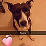 Fouiny participe au concours pour gagner de l'argent avec cette photo : dog, pet, looking_up, floor, slippers, indoor, brown_and_white, ears_up, animal, companion, cute, waiting, feet, casual, snapchat_overlay, heart_emoji, text_overlay, cozy, expression, domestic