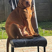 Amaya a rejoint le concours — aidez-le/la à gagner de superbes lots ! dog, chair, outdoor, pet, animal, sitting, sunlight, backyard, fence, tile_floor, brown_dog, curious, domestic_animal, alone, daylight, relaxed, canine, tail, portrait, seat