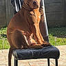 dog, chair, outdoor, pet, animal, sitting, sunlight, backyard, fence, tile_floor, brown_dog, curious, domestic_animal, alone, daylight, relaxed, canine, tail, portrait, seat
