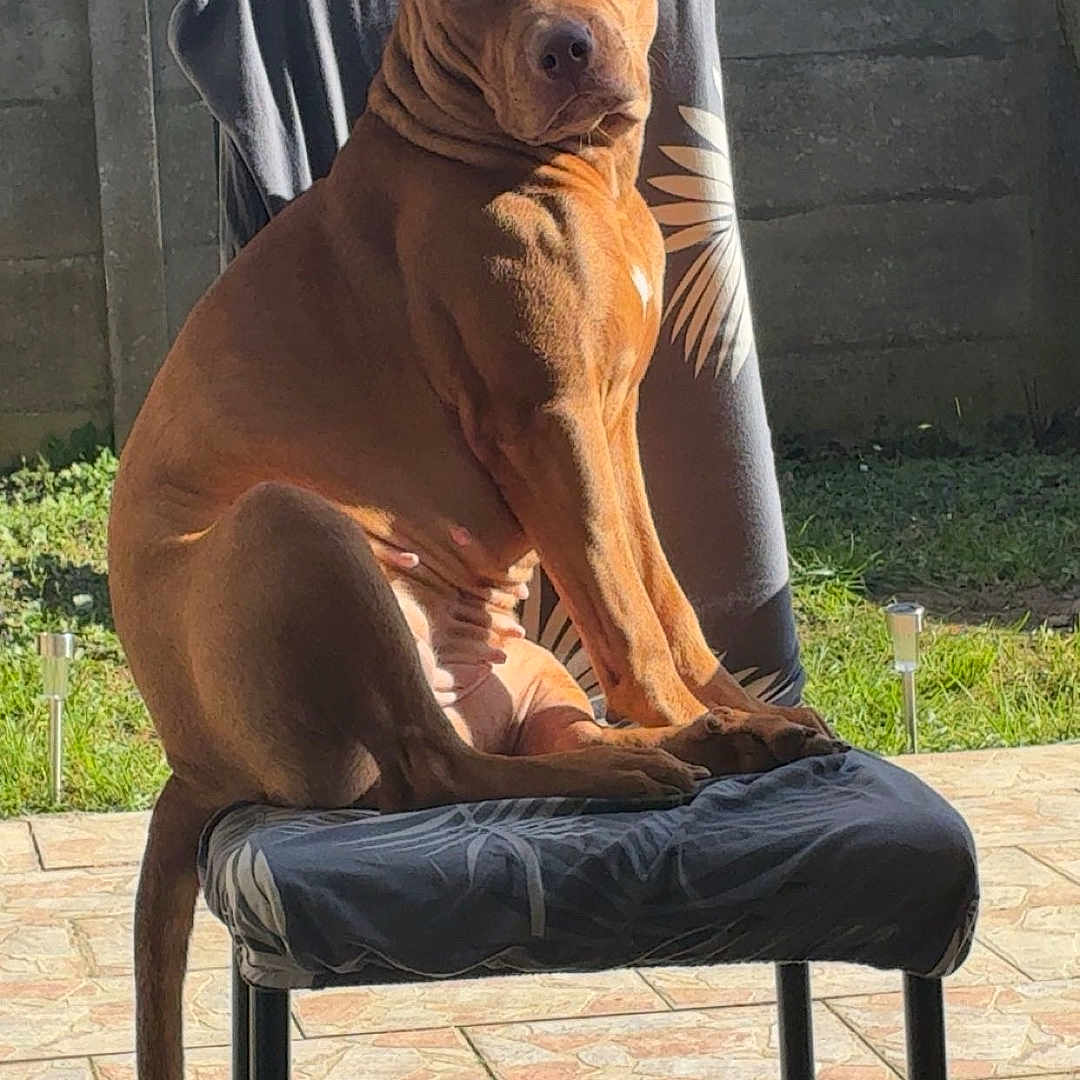 Amaya