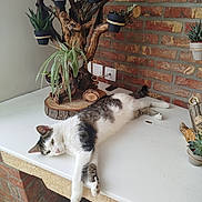 Gollum participe au concours pour gagner de l'argent avec cette photo : cat, relaxed, white_countertop, succulent, potted_plant, wooden_plant_holder, brick_wall, indoor, pet, animal, feline, laying_down, green_plant, home_decor, natural_light, resting, cute, domestic_cat, table, cozy