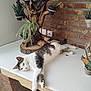 cat, relaxed, white_countertop, succulent, potted_plant, wooden_plant_holder, brick_wall, indoor, pet, animal, feline, laying_down, green_plant, home_decor, natural_light, resting, cute, domestic_cat, table, cozy