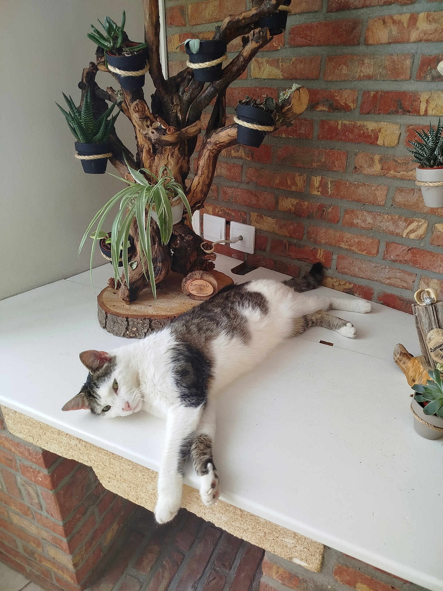 Gollum participe au concours pour gagner de l'argent avec cette photo : cat, relaxed, white_countertop, succulent, potted_plant, wooden_plant_holder, brick_wall, indoor, pet, animal, feline, laying_down, green_plant, home_decor, natural_light, resting, cute, domestic_cat, table, cozy