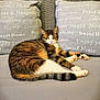 cat, tabby_cat, sleeping, couch, cushion, home_decor, indoor, pet, feline, cozy, relaxed, fur, whiskers, paws, resting, comfort, domestic_animal, closeup, text_on_cushion, soft_furniture