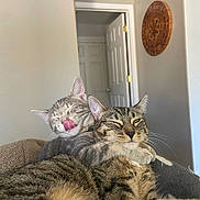 Val is registered to the contest to win money with this photo: animal, blanket, cat, close_up, companion, cozy, cute, domestic_cat, ears, feline, fur, happy, indoor, pets, relaxed, resting, snuggling, tabby_cat, tongue_out, whiskers