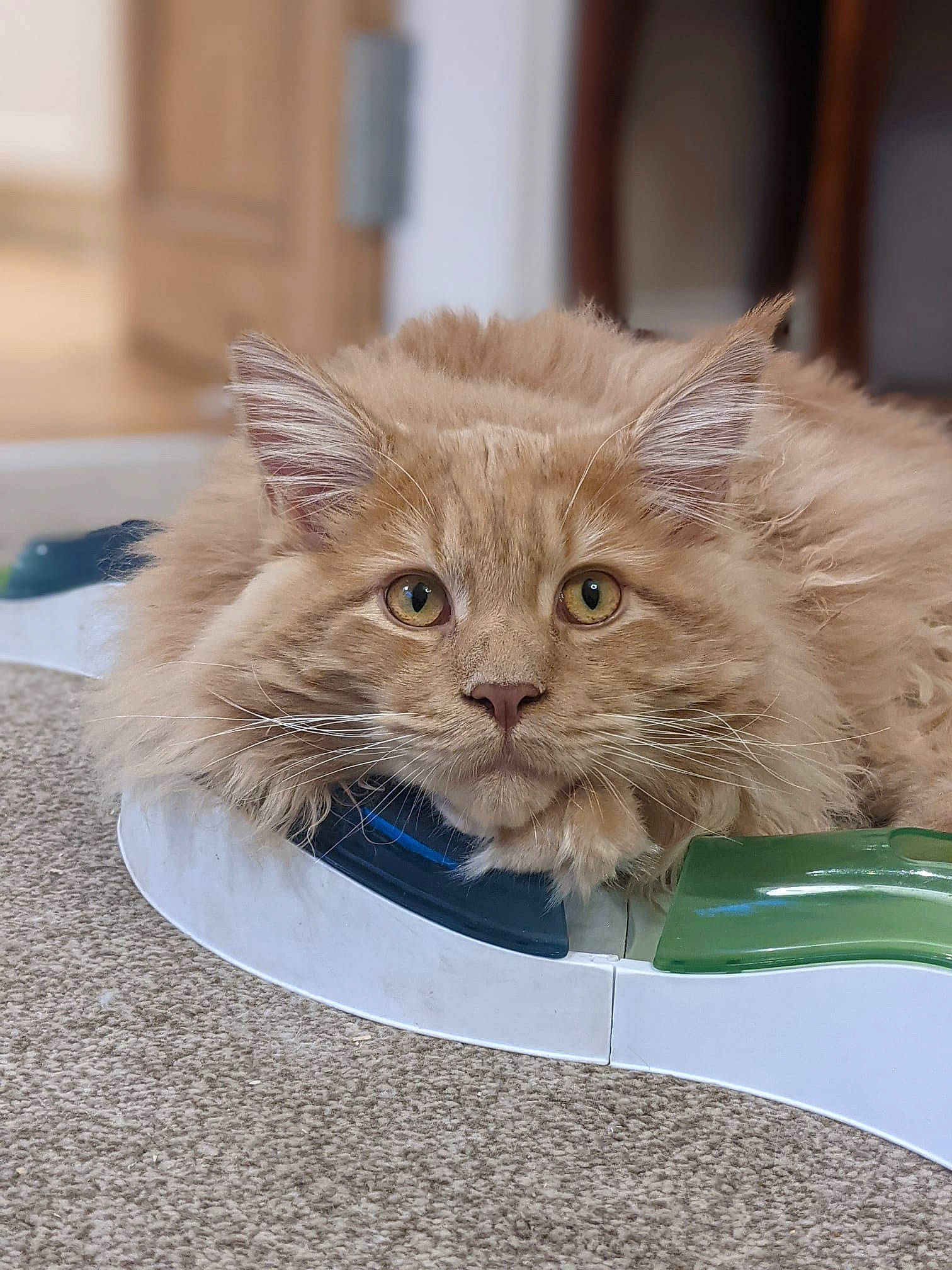 Teddy joined the competition — help win amazing prizes! art, box, british_longhair, carnivore, cat, domestic_short_haired_cat, eye, fawn, felidae, fur, paw, small_to_medium_sized_cats, snout, terrestrial_animal, whiskers, window