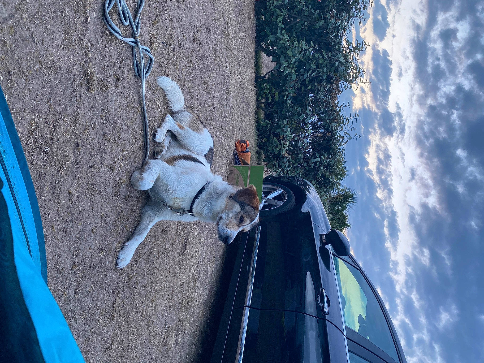 Sky a rejoint le concours — aidez-le/la à gagner de superbes lots ! asphalt, automotive_exterior, automotive_lighting, automotive_mirror, automotive_tire, blue, bumper, cloud, dog, door, fender, hood, motor_vehicle, plant, sky, tire, vehicle, vehicle_door, wheel, window