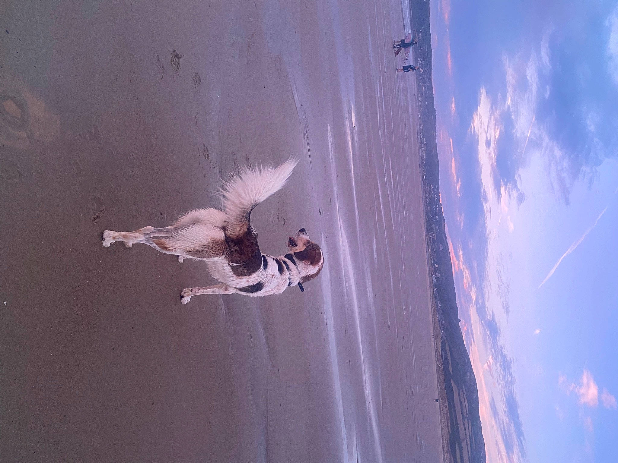 Sky a rejoint le concours — aidez-le/la à gagner de superbes lots ! air_sports, beach, cloud, extreme_sport, landscape, leg, parachuting, recreation, seabird, shadow, sky, slope, sports, stunt_performer, wall, water, wind, windsports, wing, wood