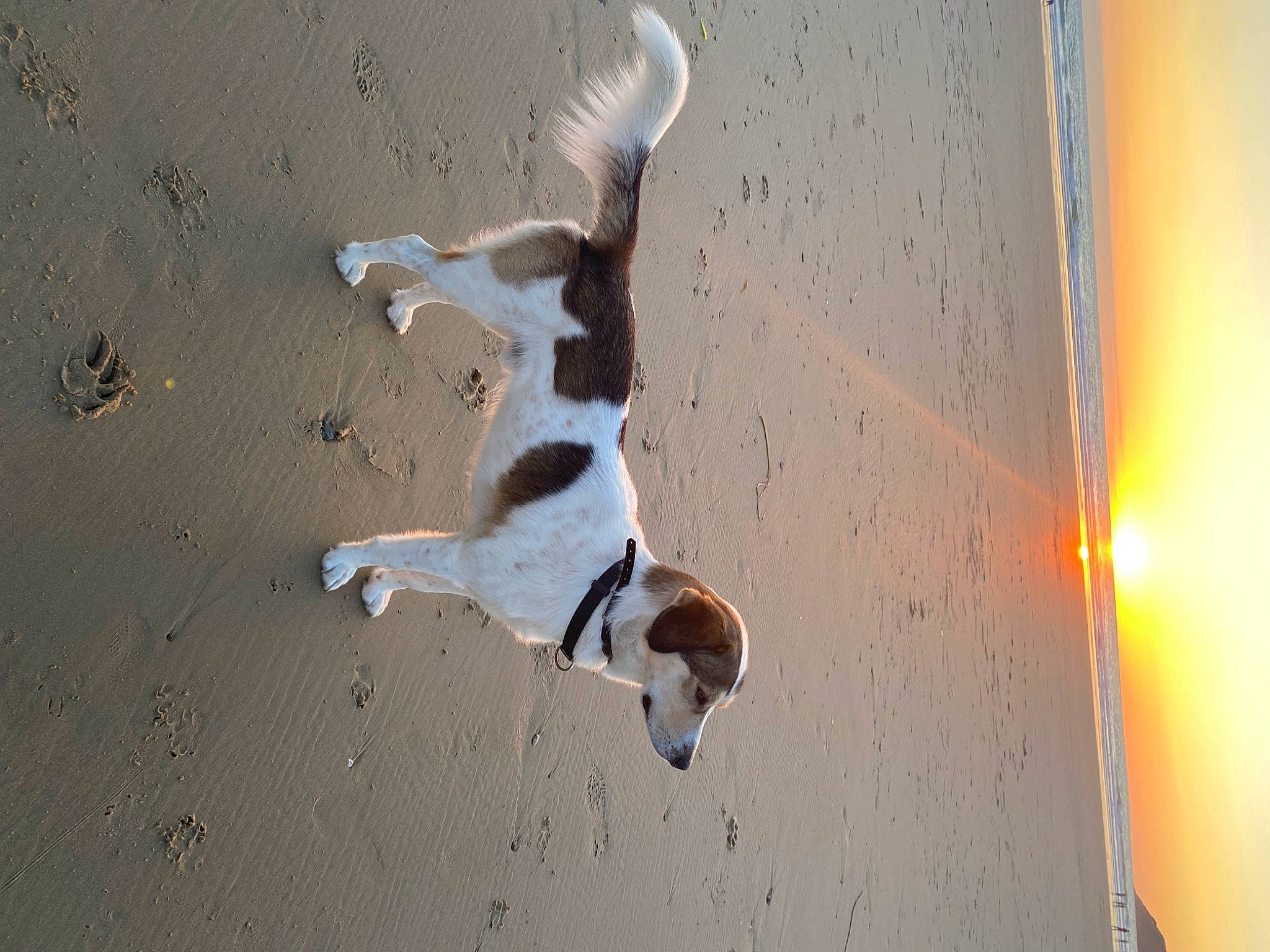 Sky participe au concours pour gagner de l'argent avec cette photo : ball, beach, canidae, carnivore, companion_dog, dog, dog_breed, fawn, hunting_dog, landscape, non_sporting_group, paw, sand, seabird, shadow, sky, sporting_group, tail, water, wood