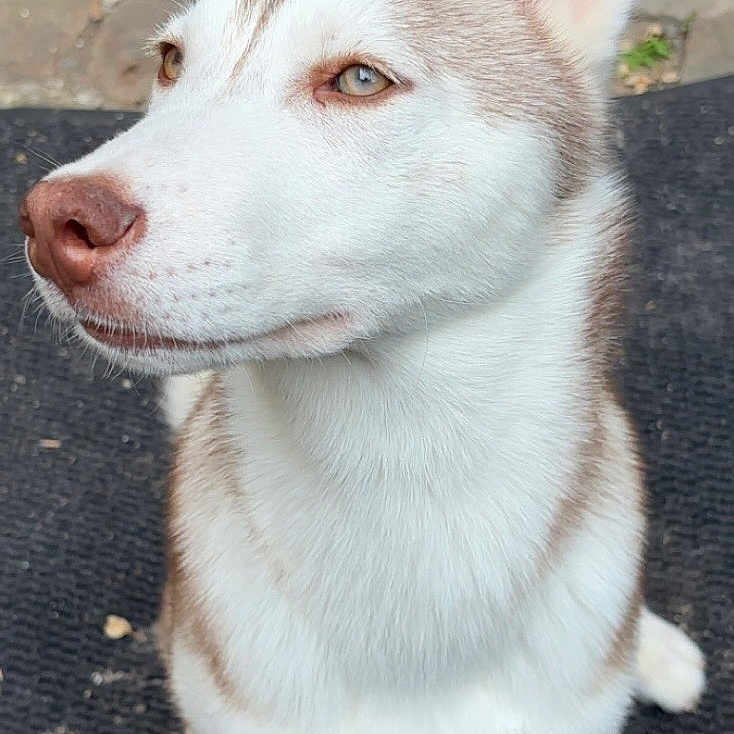 Snoopy participe au concours pour gagner de l'argent avec cette photo : animal, brown_fur, canine, closeup, cute, dog, ears_up, fur, greenery, husky, looking_away, mat, outdoor, pet, portrait, puppy, sitting, stone_tiles, white_fur, young_dog