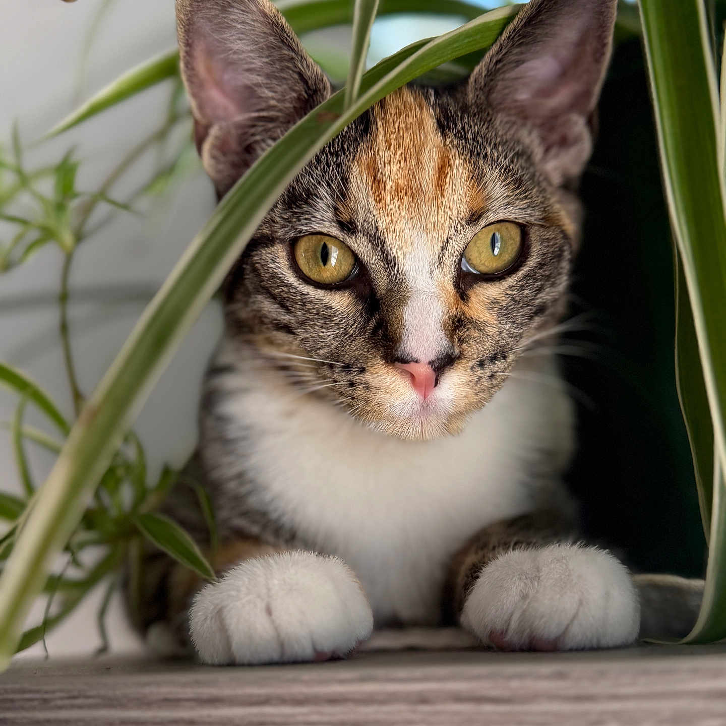 Tinkbell Bennett joined the competition — help win amazing prizes! adorable, cat, close_up, curious, ears, feline, fur, golden_eyes, greenery, houseplant, indoor, kitten, leaf, paws, pet, pink_nose, portrait, shelf, soft_background, whiskers