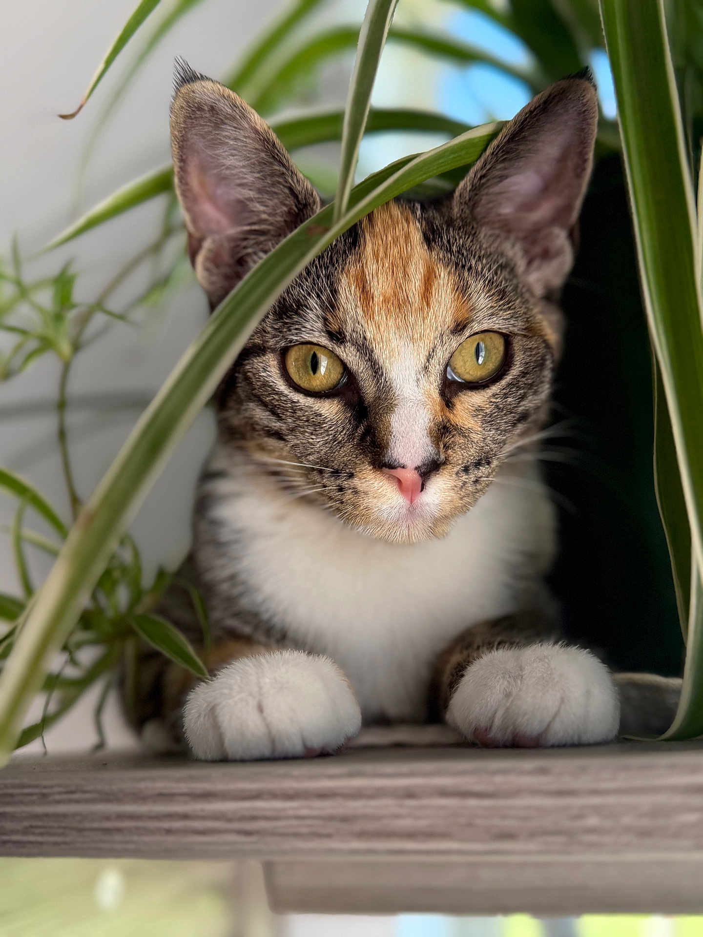 Tinkbell Bennett joined the competition — help win amazing prizes! cat, kitten, pet, feline, portrait, close_up, paws, ears, whiskers, houseplant, leaf, indoor, curious, golden_eyes, pink_nose, fur, shelf, adorable, greenery, soft_background
