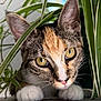 Tinkbell Bennett is registered to the contest to win money with this photo: cat, calico, pet, houseplant, indoor, close_up, whiskers, paws, ears, yellow_eyes, portrait, curious, feline, green_leaves, wood_surface, nose, stalking, adorable, macro, tabby