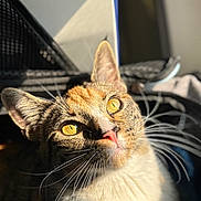 Tinkbell Bennett joined the competition — help win amazing prizes! cat, feline, pet, whiskers, yellow_eyes, close_up, portrait, sunlight, fur, tabby, pink_nose, ears, indoor, shadow, curiosity, vibrant_colors, detailed_texture, soft_light, carrier_bag, gaze