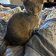 Sushi is registered to the contest to win money with this photo: cat, kitten, gray_cat, feline, pet, animal, golden_eyes, pointed_ears, sitting, bed, bedroom, blanket, bedding, patterned_fabric, indoor, home, cozy, portrait, curious, whiskers