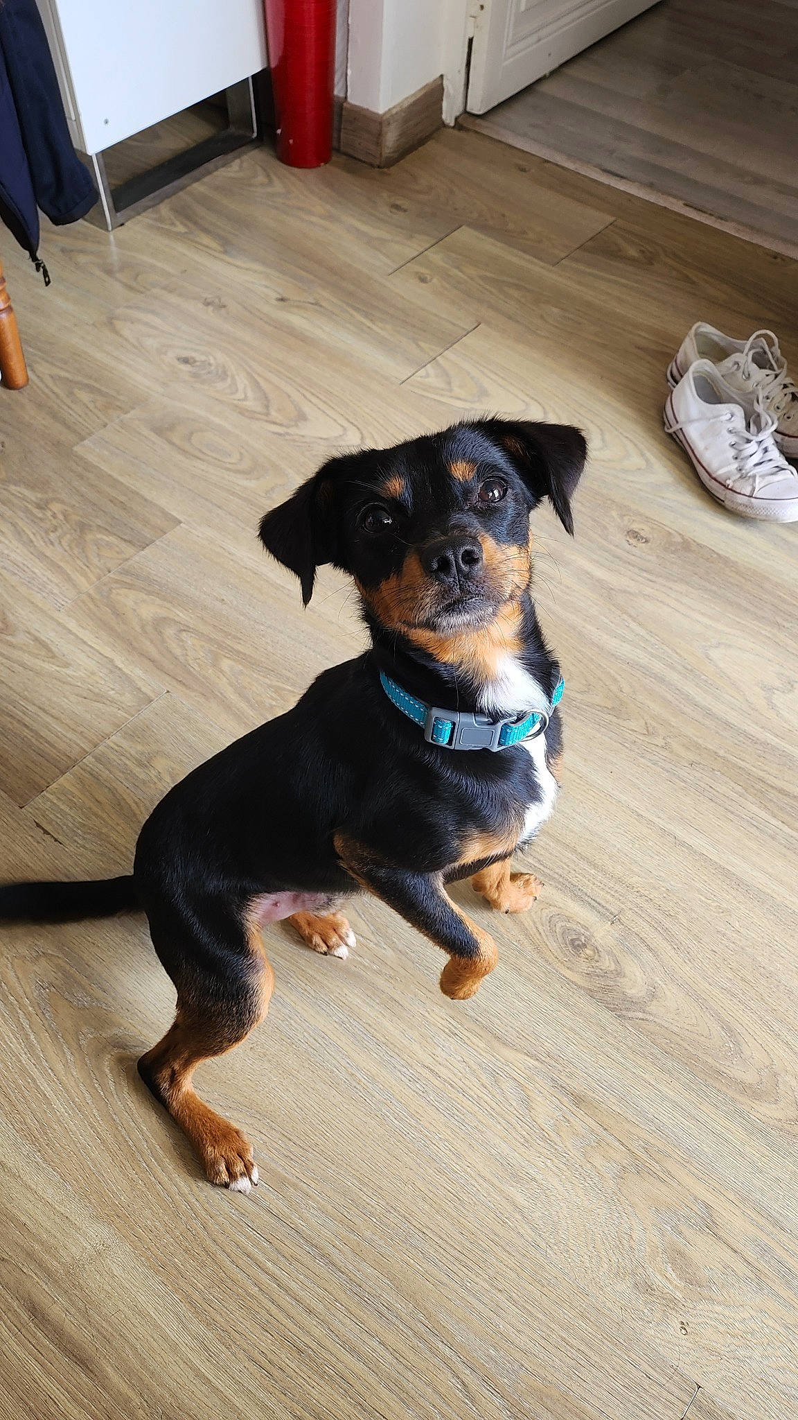 Ulysse participe au concours pour gagner de l'argent avec cette photo : canidae, carnivore, collar, companion_dog, dog, dog_breed, dog_collar, dog_supply, electric_blue, fawn, flooring, guard_dog, hardwood, pet_supply, sporting_group, terrestrial_animal, wood, wood_flooring, working_animal, working_dog